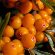 Саженец Облепиха Ева в контейнере